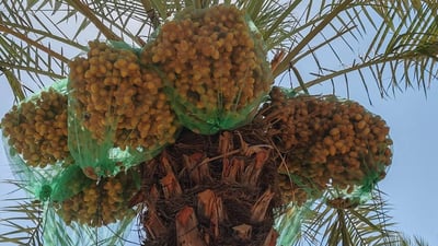 تلكيف تحقق “أعلى إنتاج تمور في نينوى” بجهود الخبير البصري (صور)