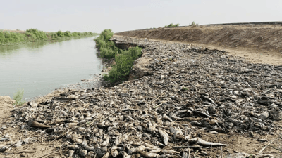 Mass fish die-off in Maysan’s Al-Ezz river