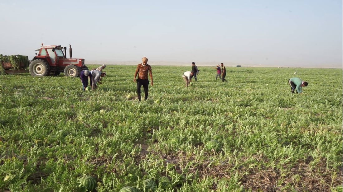 واحة بطيخ في أقصى صحراء واسط.. موسم الحصاد بدأ والعمال من إيران (صور)