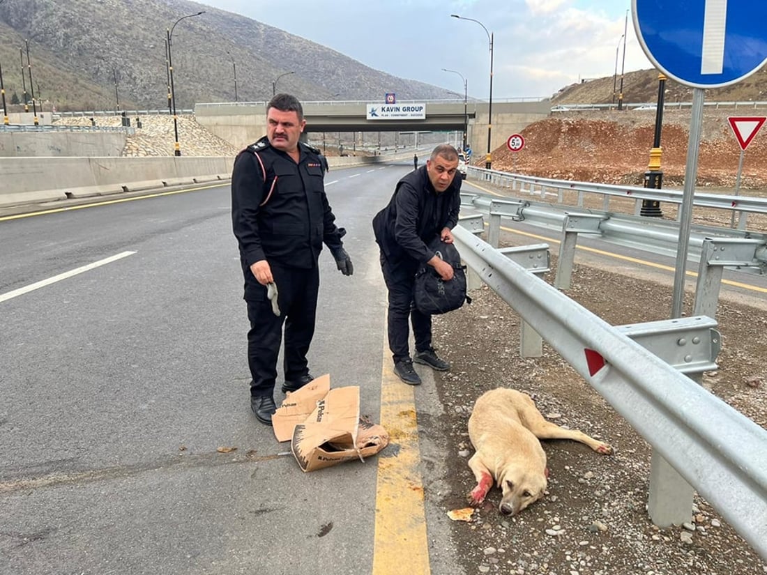 بەرگریی شارستانیی سۆران هەر مرۆڤەکان رزگار ناکات؛ بەهانای ئاژەڵەکانیشەوە دەچن