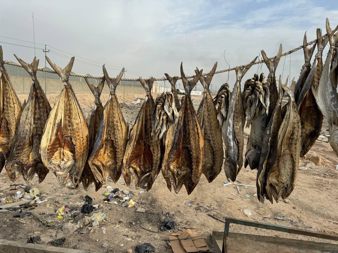 البصرة: مشاهد مدهشة تربك السفن والنساء.. بدأ تجفيف السمك و”عيد المسموطة”
