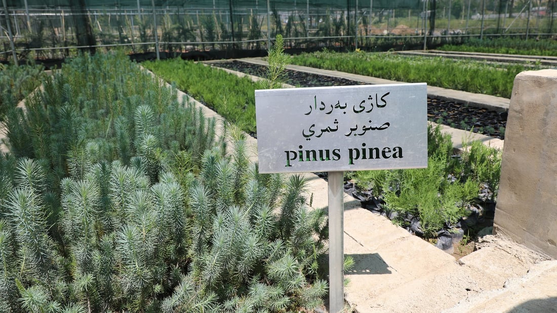 زیاتر له‌ 50 هه‌زار نه‌مام دابه‌شی سه‌ر جوتیارانى سلێمانى ده‌كرێت