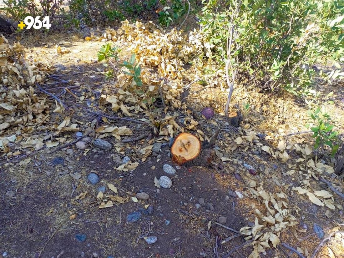 پۆلیسى شه‌قڵاوه‌ به‌دواى دوو داربڕدا ده‌گه‌ڕێت