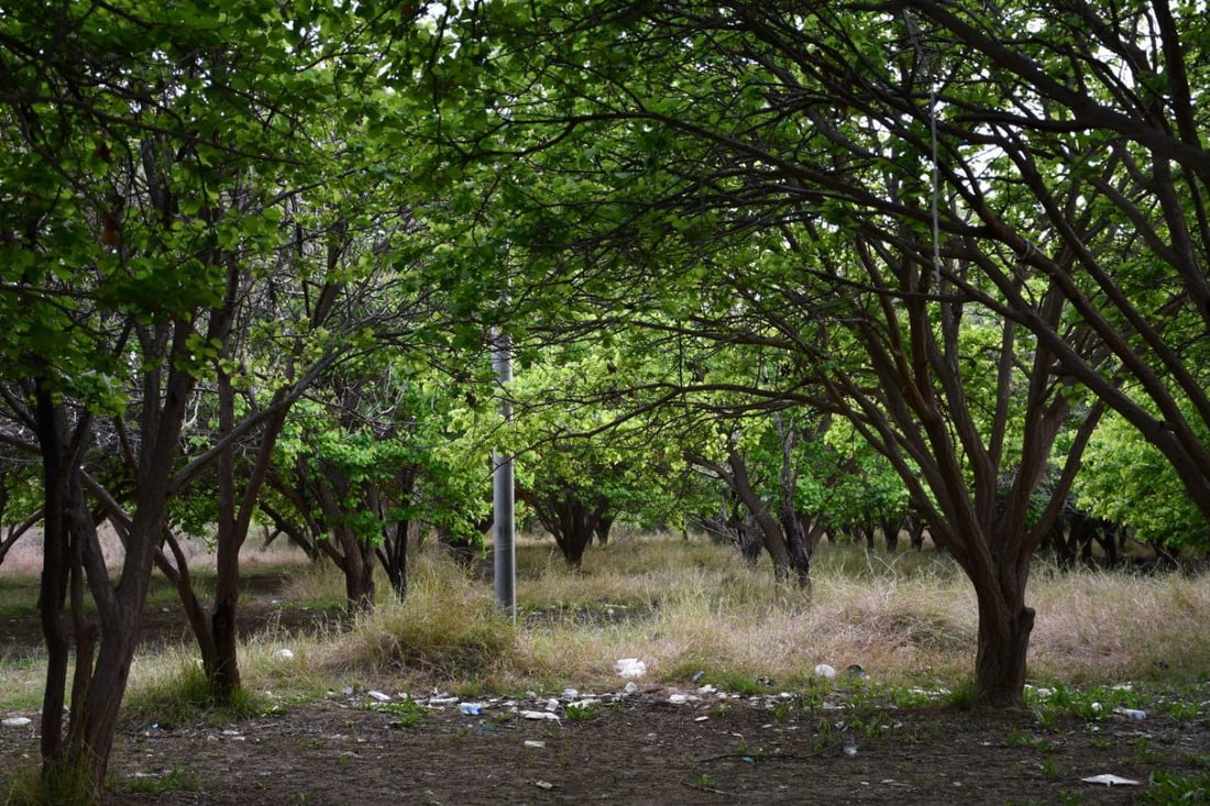 صور: بساتين القائم امتلأت بالجقال.. تذوقوا المشمش الحامض لكن لا تسرقوا ولا تكسروا