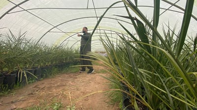 كرميان: مشروع مذهل لزراعة 5 آلاف نخلة إماراتية في إقليم كردستان