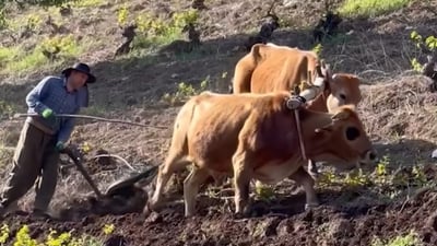 Seasonal grape pruning and cultivation commence in Kurdistan region villages