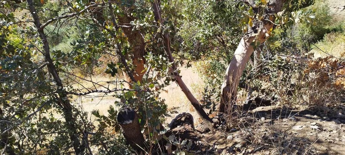 له‌ گوندێكی هێرۆ كوره‌یه‌كی خه‌ڵوز تێكدرا