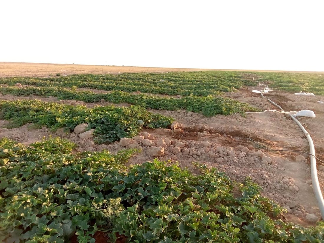 “أبو الجير” ليست صحراءً.. تجربة “صلاح” نجحت في الرمادي والمحاصيل وفيرة (صور)