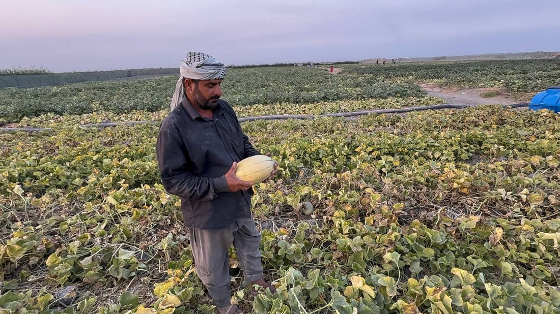 فيديو: بطيخ “الديرة” سيتوفر حتى نهاية 11.. وتلك النكهة لم تتغير