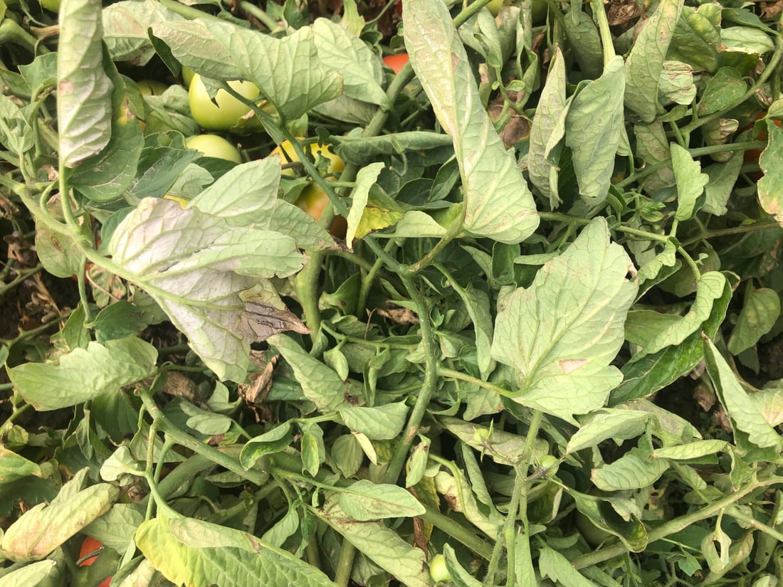 ئەندازیارێکی کشتوکاڵی هۆشداری بە جوتیارانی پێنجوێن دەدات دوای بارانبارین