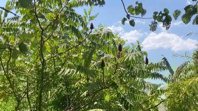 سماقە ئەڵمانییەکە لە باڵەکایەتی ناوازە دەرچووە