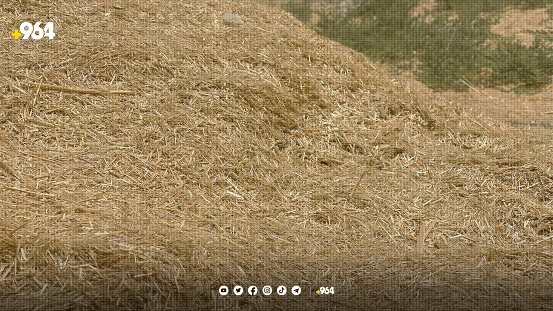 ئەمساڵ هەرزانی نرخی “کا” ئاژەڵی تێر کردووە