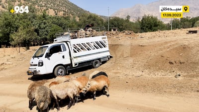 بەشێک لە مەڕدارەکانی سیدەکان شوێنەکانیان چۆڵ دەکەن