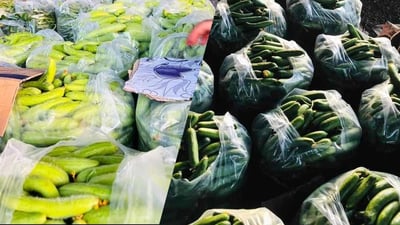 خه‌یار و ترۆزى له‌ گوندێكى ته‌قته‌ق پێگه‌یشت