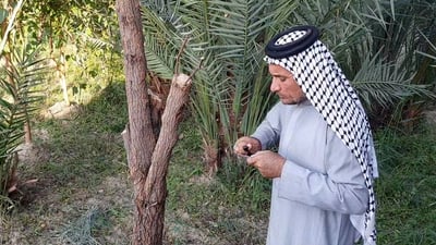 شاهد طريقة تطعيم السدر بالنبك الفاخر.. مزارع متطوع من ذي قار أنهى 2000 شجرة