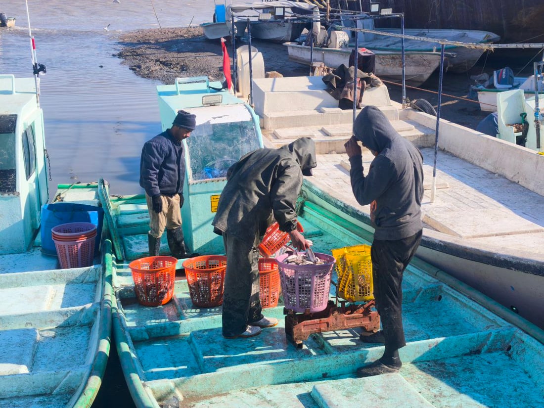صور من مرسى الفاو: البحارة عادوا بأطنان من البياح والنويبي والروبيان