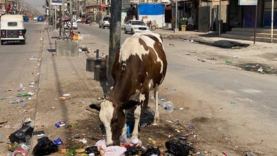 المواشي تغزو حيانية البصرة وتتقاسم الطرقات مع الناس (فيديو+صور) خاص