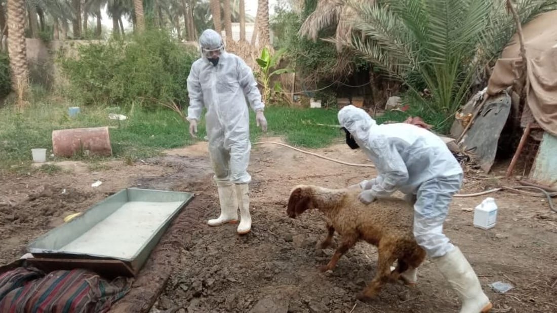 صور: الصليب الأحمر يغطس أبقار وأغنام بابل في أحواض التعقيم.. المدينة مازالت صامدة