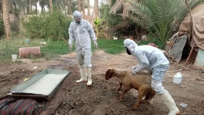 صور: الصليب الأحمر يغطس أبقار وأغنام بابل في أحواض التعقيم.. المدينة مازالت صامدة