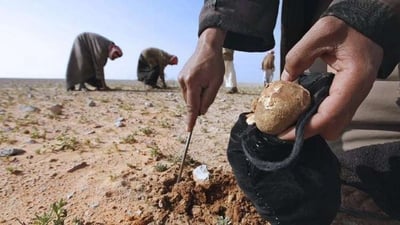 الأنبار: حال الصحراء الغربية ينبئ بكمأ وفير بعد أعوام من الانتظار