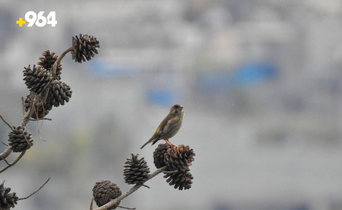 باڵنده‌ كۆچه‌رییه‌كان لە هه‌رێمی كوردستانه‌وه‌ ده‌چنه‌ ناوچه‌ سارده‌كان