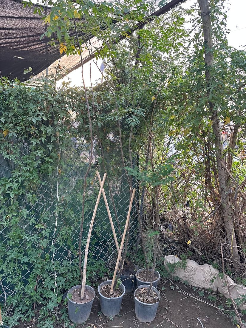 أوكسجين وخضرة دائمة.. سمعة “السبحبح” تزيح “الكاربس” السيء عن شوارع الكوت (صور)