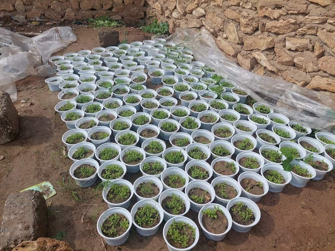 ناعم وحلو ويشرب كمية أقل من الزيت.. الباذنجان الأخضر محصول نادر تنفرد به تلعفر