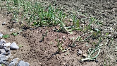 “کشتوکاڵ و باخچەکانی رانیە هیچیان بۆ دەرنەچووە”