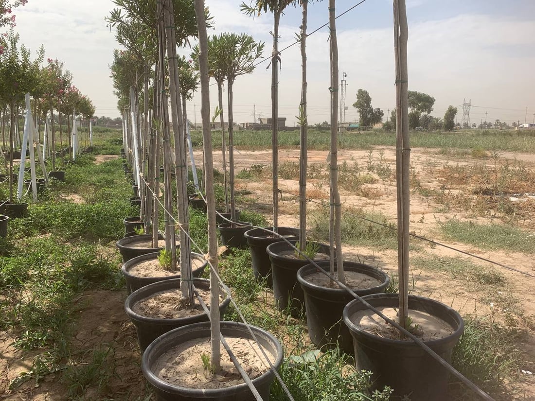 قد لا يعرفها كثير من أهل بغداد.. “العدوانية” البعيدة مصدر نباتات المطار النادرة