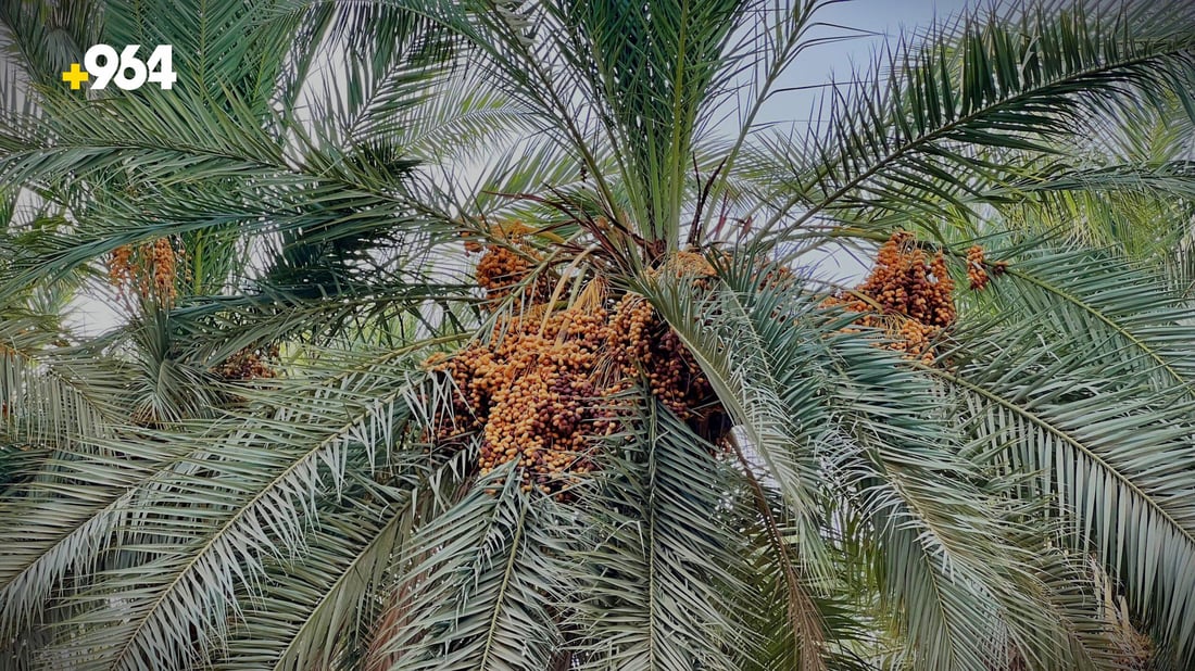 صور ساحرة من حديثة: البساتين خلابة والفلاحون ينتظرون “الحصاد الذهبي”
