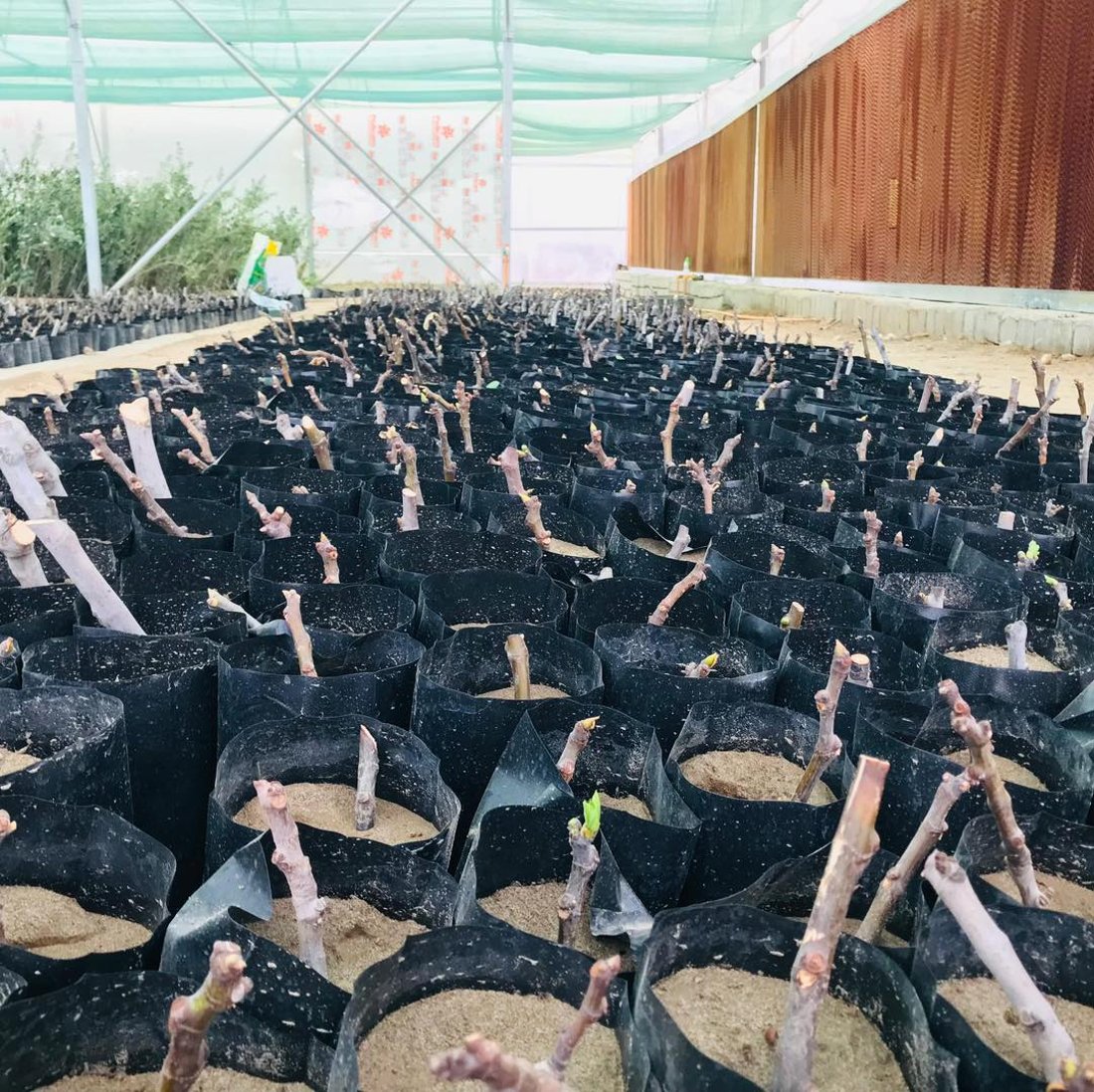 لە چیای شنگال 20 هەزار قەڵەمە هەنجیری خۆماڵی ئامادە دەکرێت