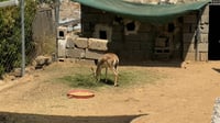 Pack of stray dogs kills 14 gazelles in Erbil neighborhood