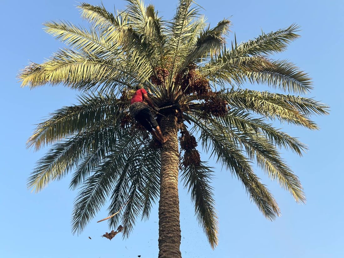 مطلوب “صواعيد”.. عذوق نخيل بغداد حملت كمية مضاعفة هذا العام (صور)