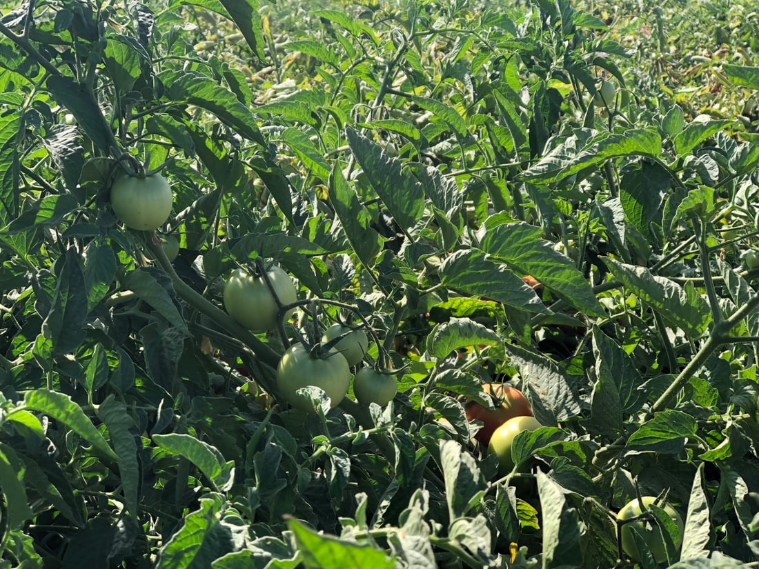 تەماتەی ئێرانی داغڵکرا و تەماتەی خۆماڵیش بەهاکەی لەدەستدا