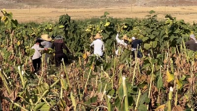 فيديو: طويل القامة حلو المذاق رقيق القشر.. “شمسي” السليمانية “غير”