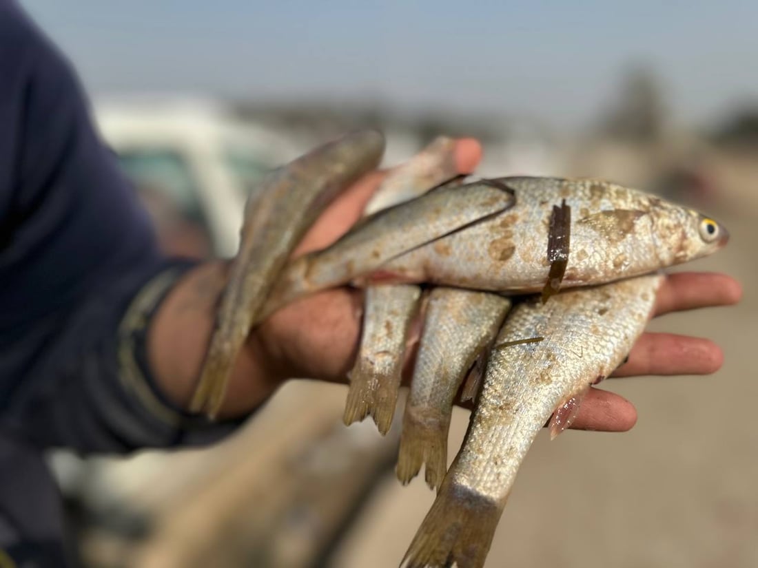 صور من سوق السمك في الديوانية: السمتي بـ6500 وأبو زريدة بـ4 آلاف