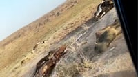 له‌ كۆیه‌ چه‌ندین مانگا به‌ مردارەوەبوو له‌سه‌ر رێ...