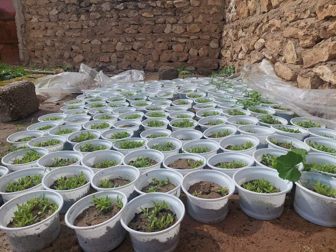 ناعم وحلو ويشرب كمية أقل من الزيت.. الباذنجان الأخضر محصول نادر تنفرد به تلعفر