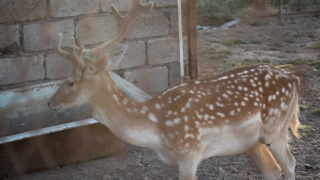 حفلات “باربكيو” ومسابح باردة.. صور من شاليهات الصقلاوية البعيدة عن صخب المدينة