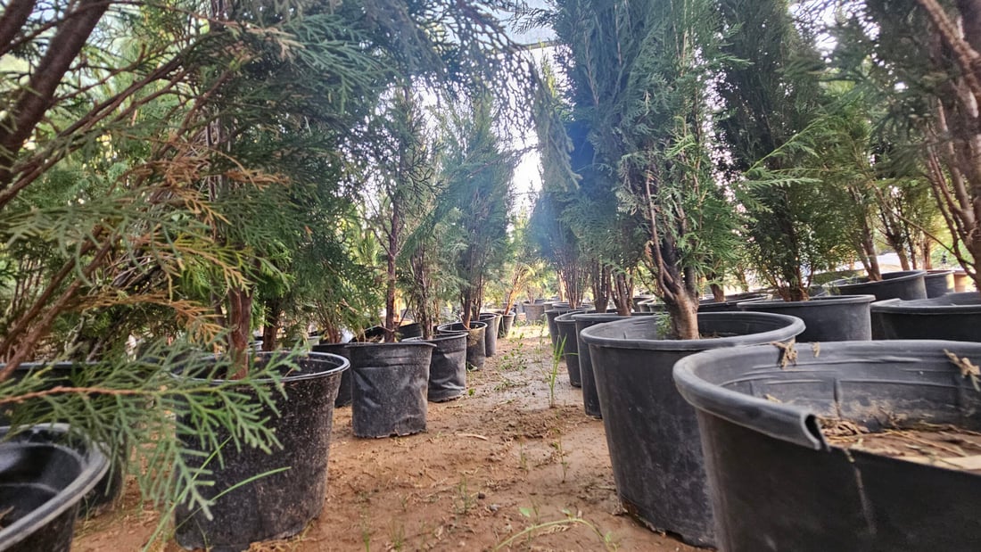 العراق يزرع “السبحبح”..  برطلة تستجيب للحملة وتزين حدائقها بحمضيات ديالى (صور)