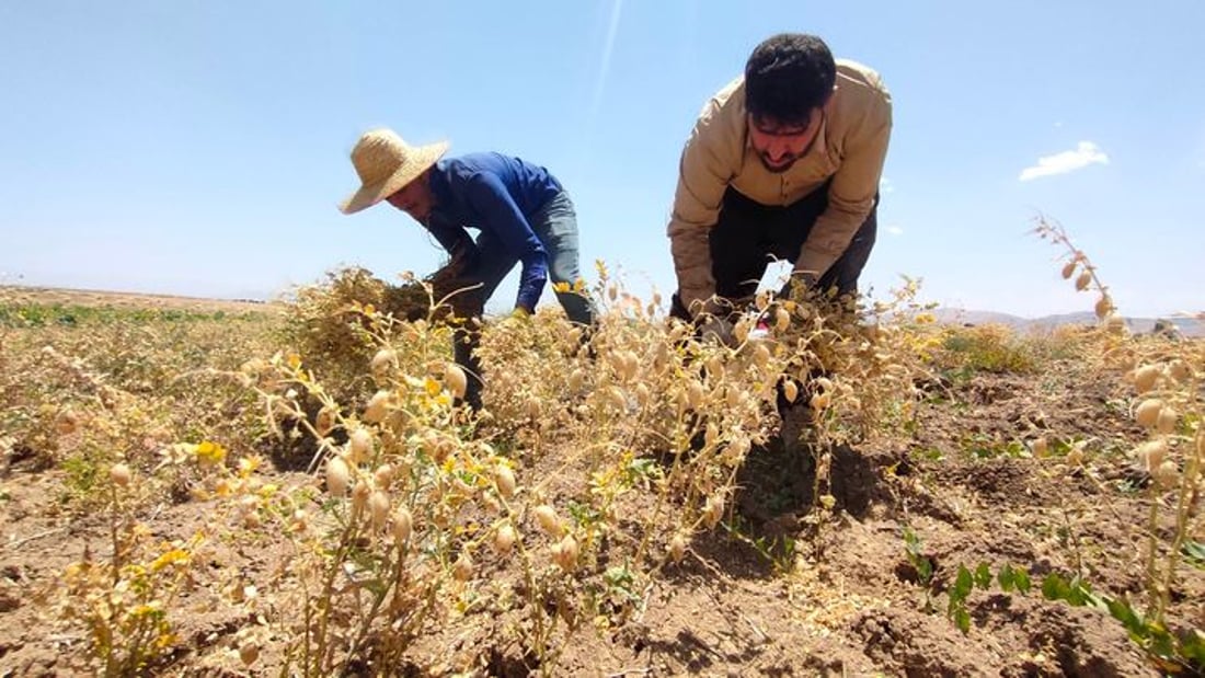 +964صورة من منصة (شبكة): 