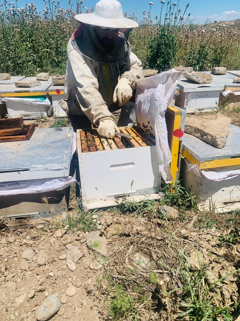 بارانى كه‌م هه‌نگوینى ئه‌مساڵى چیاى شنگالى نه‌هێشتووه‌