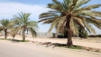 Umm Qasr launches palm tree care campaign