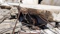 إنقاذ عامل نظافة من تحت سقف مبنى متهالك سقط فوقه (صور)
