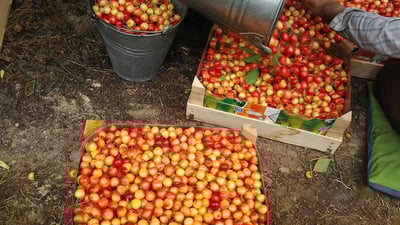 نۆبەرەی بەڵاڵوك لە رۆژهەڵات رنرایەوە