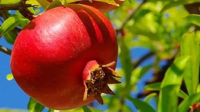 جوتیاران له‌ چۆنیه‌تى به‌شداربوون له‌ فێستڤاڵى هه‌نارى هه‌ڵه‌بجه‌ ئاگادار ده‌كرێنه‌وه‌