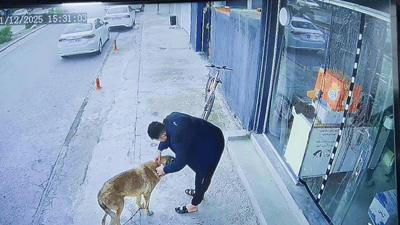 ئەو سەگە داوای هاوکاری کرد، برین و ئاسەواری لێدانی پێوە بووە