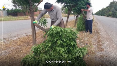 بایە بەهێزەکەی رانیە 30 دار و دیواری ماڵێکی خستووە