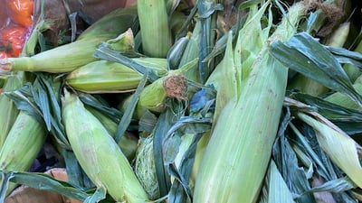 Duhok corn production plummets amid low demand and prices