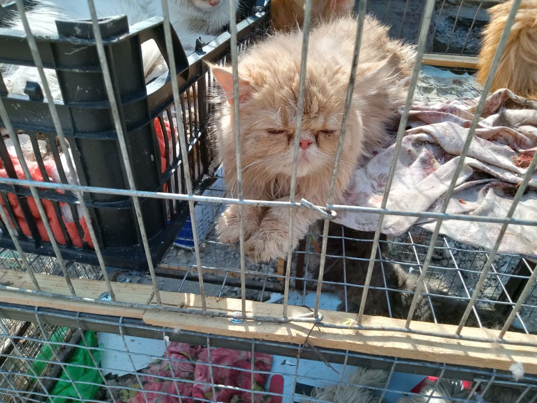 سوق الطيور في بغداد الجديدة.. نسخة من سوق الغزل وينافسه منذ السبعينات